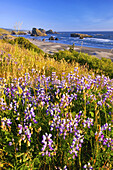 Große Felsformationen im Wasser vor dem Strand und Wildblumen im Strandgras am Cape Sebastian State Scenic Corridor entlang der Küste von Oregon, Oregon, Vereinigte Staaten von Amerika