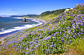 Seestapel und Lupinen am Cape Blanco entlang der Küste von Oregon mit der Brandung, die an den Strand entlang der weiten Küstenlinie gespült wird, Oregon, Vereinigte Staaten von Amerika