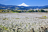 Blossoming apple trees in an orchard in the foreground and snow-covered Mount Hood in the distance against a bright blue sky,Hood River,Oregon,United States of America