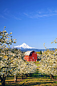Blossoming apple trees in an orchard with a red barn in the foreground and snow-covered Mount Hood in the distance against a bright blue sky,Hood River,Oregon,United States of America