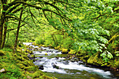 Fließender Fluss in einem üppigen Wald in der Columbia River Gorge,Oregon,Vereinigte Staaten von Amerika