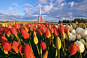 Sich öffnende Tulpenknospen im Vordergrund und eine Windmühle auf der Wooden Shoe Tulip Farm, Woodburn, Oregon, Vereinigte Staaten von Amerika