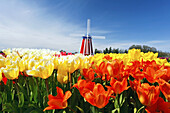 Tulpen in Nahaufnahme im Vordergrund und eine Windmühle auf der Wooden Shoe Tulip Farm, Woodburn, Oregon, Vereinigte Staaten von Amerika