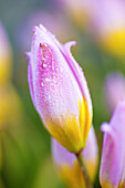 Nahaufnahme einer rosa und gelben Tulpenknospe mit Tautropfen, Wooden Shoe Tulip Farm, Woodburn, Oregon, Vereinigte Staaten von Amerika