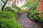 Flower petals litter the path in Crystal Springs Rhododendron Garden on a foggy morning,Portland,Oregon,United States of America