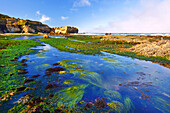 Seaweed and tide pools at low tide along the Oregon coast,Oregon,United States of America