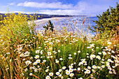 Wildblumen blühen an der Küste von Oregon im Vordergrund mit Blick auf einen Strand entlang der Küstenlinie, Newport, Oregon, Vereinigte Staaten von Amerika