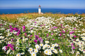 Wildflowers blooming in a field beside North Head Lighthouse,Cape Disappointment State Park,Washington,United States of America