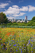 Wildblumen am Wasser und ein Wolkenkratzer in der Innenstadt von Portland,Oregon,Portland,Oregon,Vereinigte Staaten von Amerika