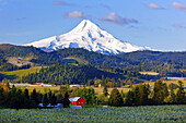 Schneebedeckter Mount Hood und Mount Hood National Forest mit Farmland im Columbia River Valley im Vordergrund,Oregon,Vereinigte Staaten von Amerika