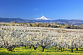 Apple tree orchard and the peak of a snow-covered Mount Hood in the distance against a clear,blue sky in the Columbia River Gorge of the Pacific Northwest,Oregon,United States of America