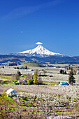 Apple tree orchards and the peak of a snow-covered Mount Hood in the distance against a clear,blue sky in the Columbia River Gorge of the Pacific Northwest,Oregon,United States of America
