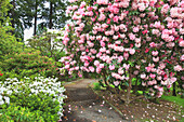 Blühende Pflanzen und Bäume mit einer Bank unter einem Baum entlang eines Weges in einem üppigen botanischen Garten, Portland, Oregon, Vereinigte Staaten von Amerika