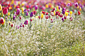 Blühende Tulpen und zarte weiße Blumen auf der Wooden Shoe Tulip Farm, Woodburn, Oregon, Vereinigte Staaten von Amerika