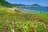Blühende Wildblumen am Ufer mit Blick auf die weite Küstenlinie von Oregon im Port Orford Heads State Park,Port Orford,Oregon,Vereinigte Staaten von Amerika