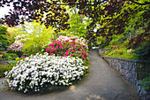 Wunderschöne blühende Pflanzen in den Gärten von Crystal Springs Rhododendron Gardens, Portland, Oregon, Vereinigte Staaten von Amerika