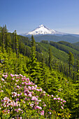 Der schneebedeckte Gipfel des Mount Hood in der Ferne und der Mount Hood National Forest im Vordergrund mit blühenden Wildblumen an einem Berghang, Oregon, Vereinigte Staaten von Amerika