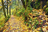 Autumn coloured foliage along a trail in Silver Falls State Park,Oregon,United States of America