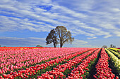 An abundance of blossoming colourful tulips in a field at Wooden Shoe Tulip Farm,Woodburn,Oregon,United States of America