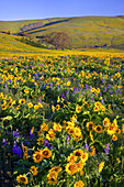 Blossoming wildflowers in a meadow in the Columbia River Gorge on a sunny day,Oregon,United States of America
