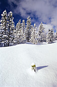 Ein Bäumchen zeigt durch den Schnee im Vordergrund mit Schnee bedeckt die immergrünen Bäume in Mount Hood National Forest in einer kalten Winterszene, Oregon, Vereinigte Staaten von Amerika