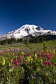 Colourful meadow of a variety of wildflowers blossoming on a mountainside  with the peak of Mount Rainier against a bright blue sky in Mount Rainier National Park,Washington,United States of America