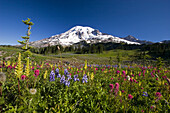 Colourful meadow of a variety of wildflowers blossoming on a mountainside  with the peak of Mount Rainier against a bright blue sky in Mount Rainier National Park,Washington,United States of America