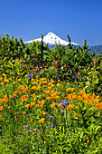 Snow-covered Mount Hood in the distance against a bright blue sky with blossoming wildflowers,including California poppies (Eschscholzia californica),in the foreground,Oregon,United States of America