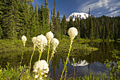 The peak and snow on Mount Rainier reflected in Reflection Lake with bear grass (Xerophyllum tenax) growing on the shore in the foreground,Mount Rainier National Park,Washington,United States of America