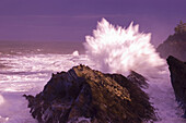 Eine mächtige Welle in der Brandung prallt gegen einen Felsen am Ufer und spritzt in die Luft entlang der Küste von Oregon im Shore Acres State Park, Oregon, Vereinigte Staaten von Amerika