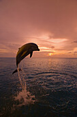 Ein Delfin springt bei Sonnenuntergang aus dem Wasser, während der Himmel am Horizont rosa leuchtet,Roatan,Honduras