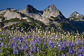 Nahaufnahme von blühenden Wildblumen auf einer alpinen Wiese mit den schroffen Gipfeln der Tatoosh Mountains im Hintergrund im Mount Rainier National Park, Washington, Vereinigte Staaten von Amerika