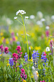 Nahaufnahme von blühenden Wildblumen auf einer alpinen Wiese, Mount Rainier National Park, Washington, Vereinigte Staaten von Amerika