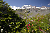 Bergwiese und schneebedeckter Mount Rainier im Mount Rainier National Park,Washington,Vereinigte Staaten von Amerika