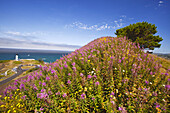 Yaquina Head Light and blossoming wildflowers along the Oregon coast,Oregon,United States of America