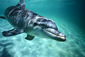 A friendly Common Bottlenose Dolphin (Tursiops truncatus) in the turquoise water of the Caribbean,appearing to smile as it swims by and looks at the camera,Roatan,Honduras