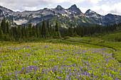 Schöne blühende Wildblumen auf einer alpinen Wiese mit einem Wald und der zerklüfteten Cascade Range im Hintergrund im Mount Rainier National Park, Washington, Vereinigte Staaten von Amerika