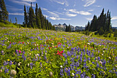 Wunderschöne blühende Wildblumen auf einer alpinen Wiese mit einem Wald und der zerklüfteten Cascade Range im Hintergrund im Mount Rainier National Park, Washington, Vereinigte Staaten von Amerika