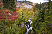 Vibrant autumn colours and cascading water over rocks in Mount Rainier National Park,Washington,United States of America