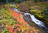 Fließender Bach durch einen Wald in leuchtenden Herbstfarben, Mount Hood National Forest, Oregon, Vereinigte Staaten von Amerika