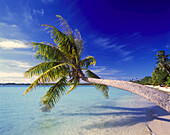 Leaning palm tree on the white sand beach of One Foot Island with turquoise ocean water of the South Pacific,Cook Islands
