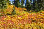 Vibrant autumn coloured foliage on the mountainside of Mount Rainier in Mount Rainier National Park,Washington,United States of America
