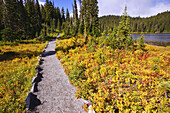 Ein Weg neben einem See und durch einen Wald im Herbst auf dem Mount Rainier im Mount Rainier National Park, Washington, Vereinigte Staaten von Amerika