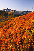 Farbenfrohes Herbstlaub und schroffe Berggipfel in der Tatoosh Range im Mount Rainier National Park, Washington, Vereinigte Staaten von Amerika