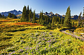 Lebhaftes Herbstlaub entlang eines Weges und schroffe Berggipfel in der Tatoosh Range mit blühenden Wildblumen auf einer Wiese im Vordergrund, Mount Rainier National Park, Washington, Vereinigte Staaten von Amerika