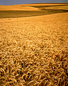 Goldene Weizenköpfe im Vordergrund und Muster eines gepflügten Feldes auf dem weitläufigen Ackerland über sanften Hügeln und einem fernen Horizont, Vereinigte Staaten von Amerika