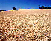 Reifes Weizenfeld auf dem weitläufigen Ackerland über sanften Hügeln und einem einsamen Baum am fernen Horizont im Willamette Valley, Oregon, Vereinigte Staaten von Amerika
