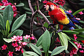 A Scarlet Macaw (Ara macao) perched on a blossoming plant,Roatan,Bay Islands,Honduras