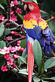 A Scarlet Macaw (Ara macao) perched on a blossoming plant with a visible long tail feather,Roatan,Bay Islands,Honduras