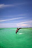 Bottlenose Dolphin diving into a tropical ocean
